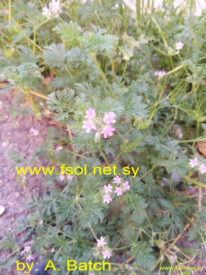 Erodium cicutarium  (L.) L′Her